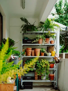Estante con muchas macetas llenas de plantas verdes