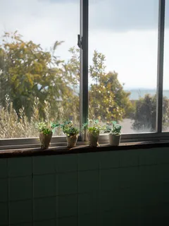 Plantas en el alféizar con vista desde la ventana