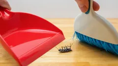 Cómo eliminar las cucarachas en casa: 7 pasos simples para acabar con el problema para siempre