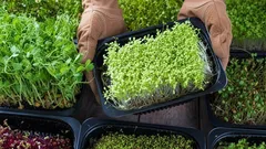 Microverduras en 10 días: cosecha brotes frescos y nutritivos incluso en departamentos comunes
