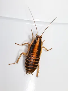 Insecto marrón y negro sobre superficie blanca