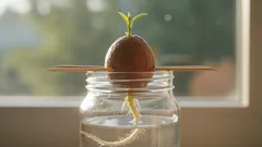 Aprende a cultivar tu propio palto desde la semilla con estos sencillos pasos