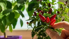 Cómo cultivar ajíes en el alféizar de la ventana: método sencillo para cultivar incluso en departamentos